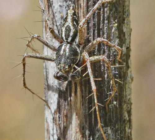 Réf. 184 704 : Oxyopes sp.